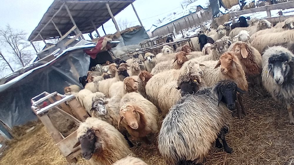 De vânzare oi și capre și câteva cu miei
