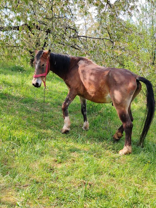 Vând armăsar blând