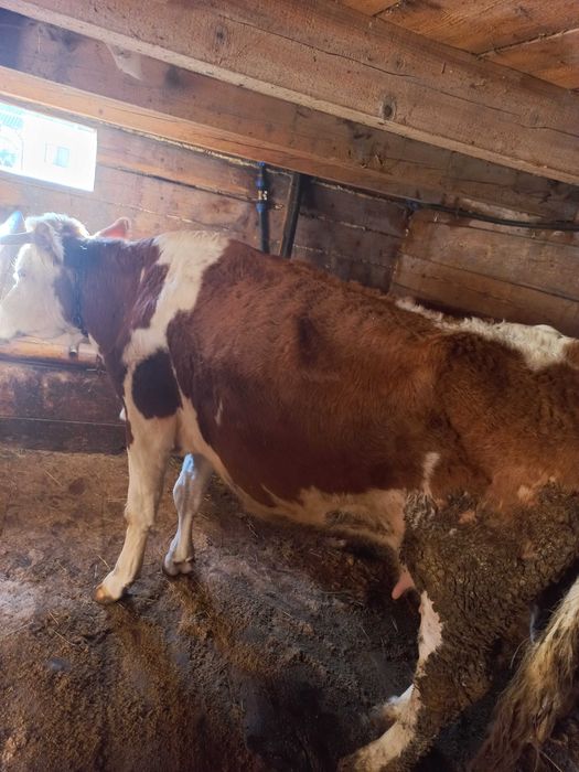 Vacă bălțată românească