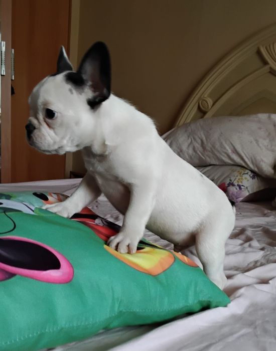 Buldog francez mascul