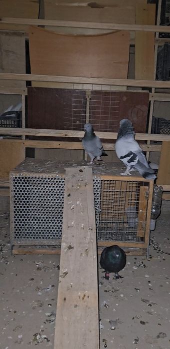 Голуби такла бозы