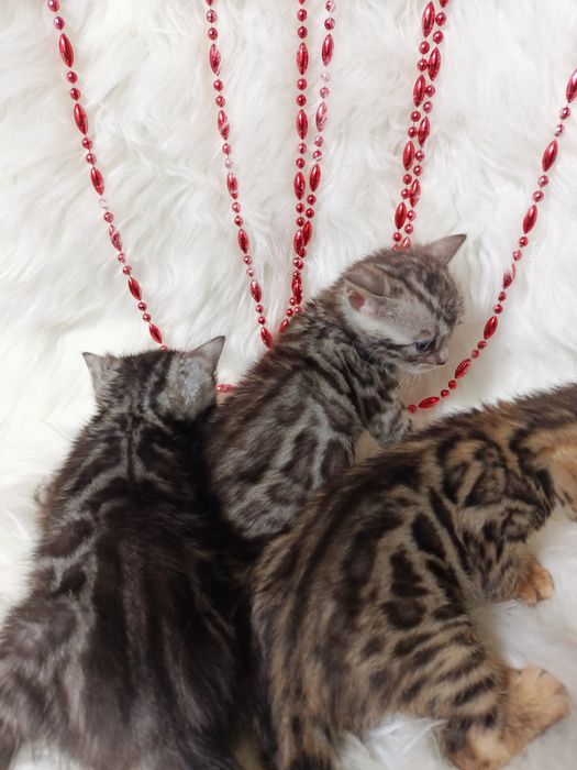 Продам бенгальских котят мальчик и девочки