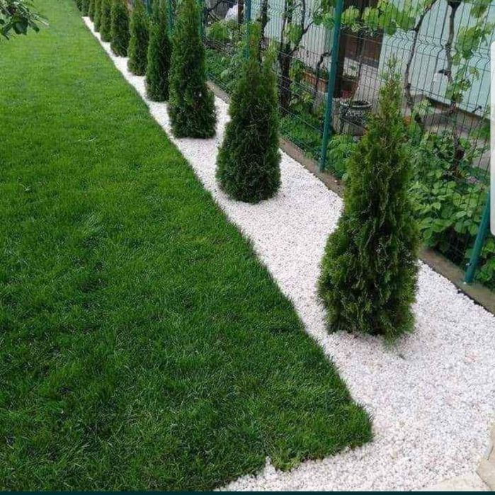 Thuja smaragd oferta 2m+