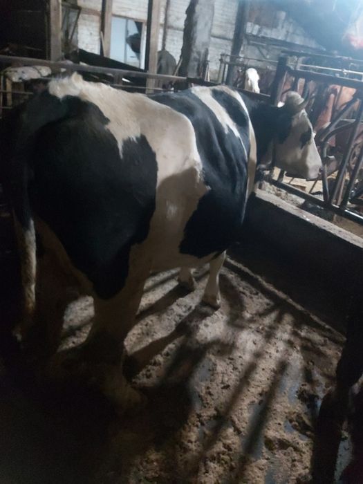 Vaci  tine și bine intretinute