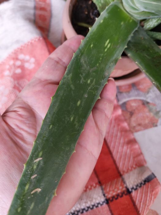 Продам алоэ и денежное дерево