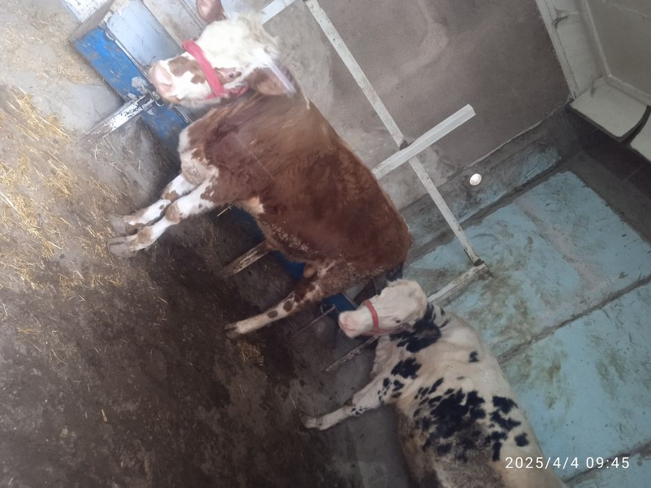 Сментал аврекол зотдор букалар бор нархини келишамиз