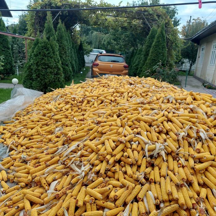 Vand porumb productie 2025