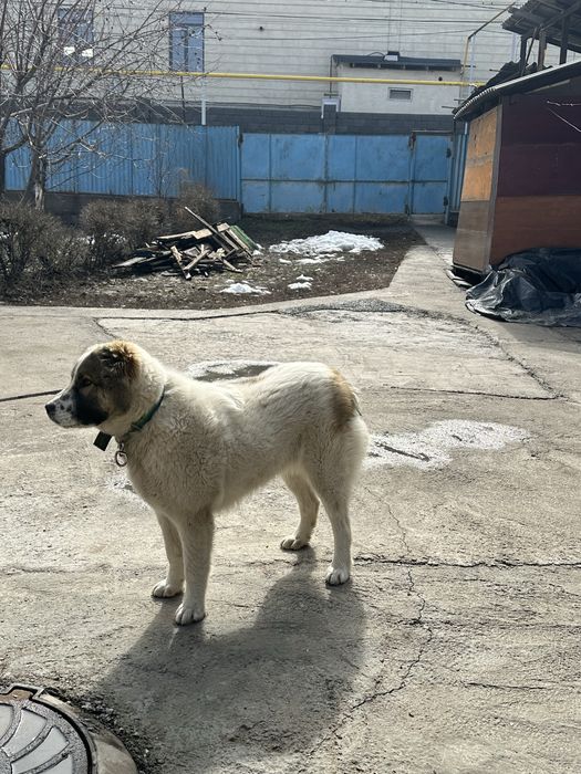 Продается собака Алабай