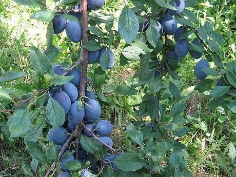 Prune pentru țuică, compot, gemuri etc