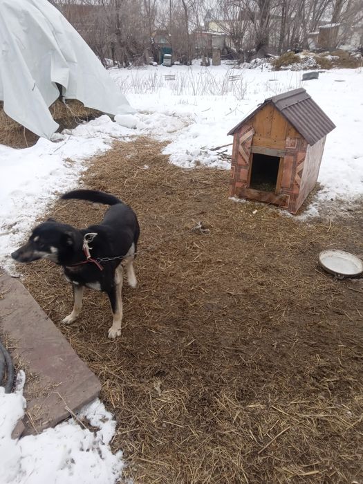 Отдам       собаку