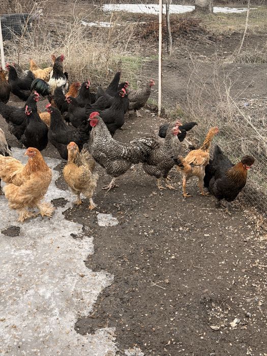 Продам красивых курей петухов