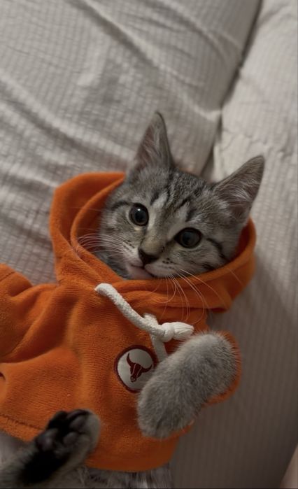 Продам котенка, девочка