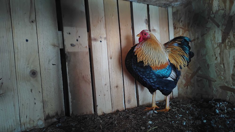 Wyandotte pitic Orange (3+1)și porțelan (5+2)