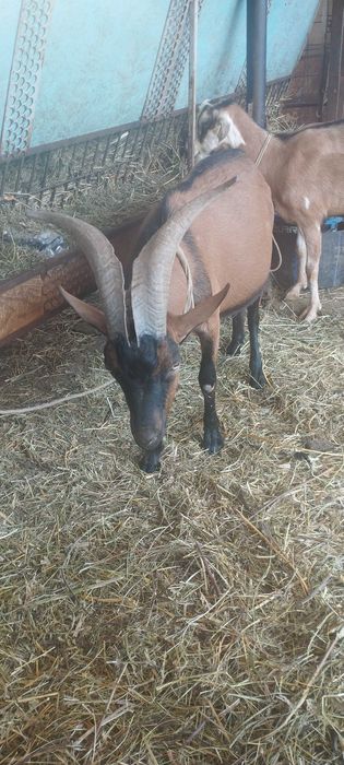 Vand  tap rasa Alpina Franceza