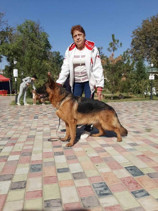 Немецкой овчарки щенки от Ирины Одинцовой