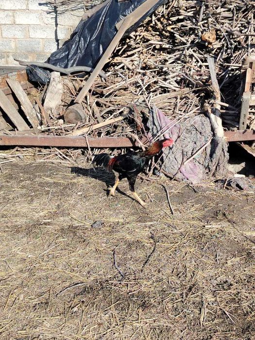 Dakan xoʻroz yaqnda 1yilik boʻladi