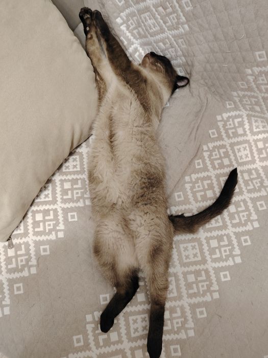 Пристраивается котик