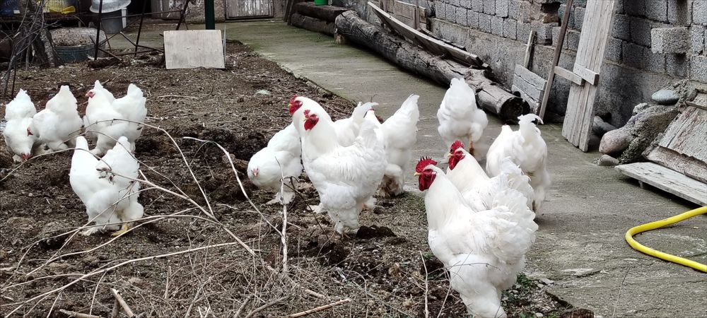 Птица Брама белого цвета вета