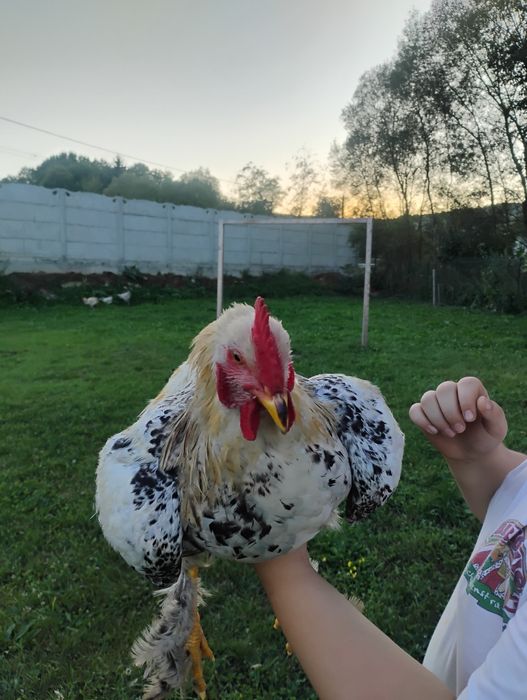 Caută o nouă casuță cocoși brahma