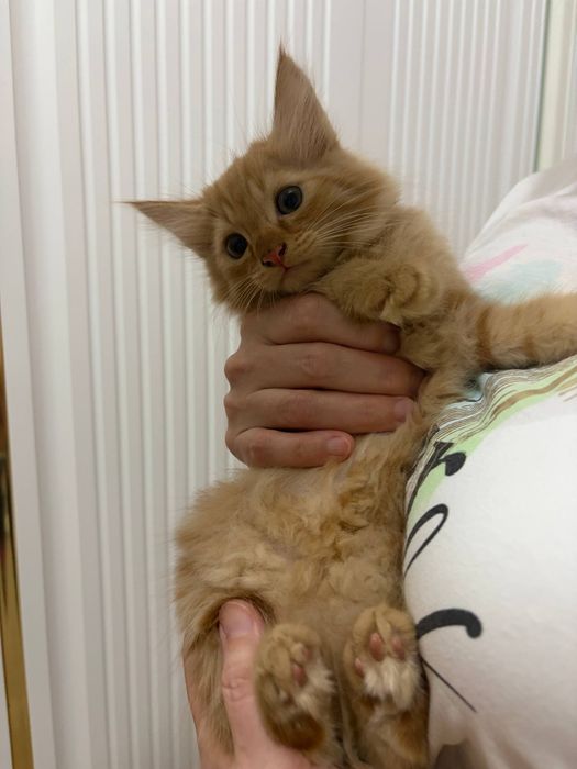Продаётся рыжий котёнок породистый