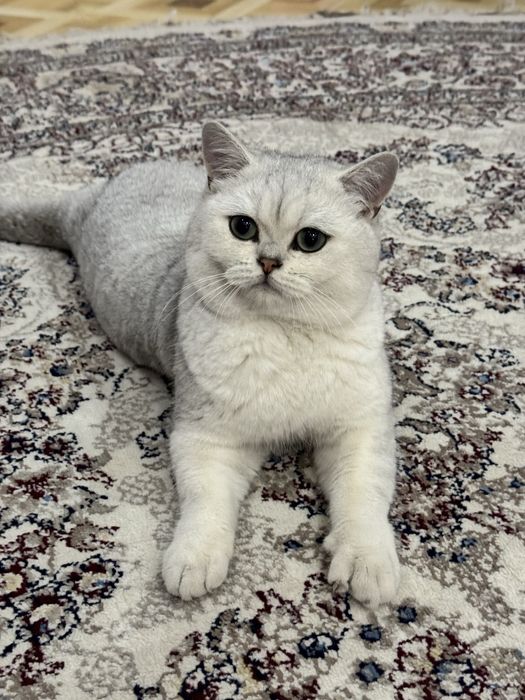 Вязка ! чистакровная Серебрестая Шиншилла  NS11 приглашаем кошек !