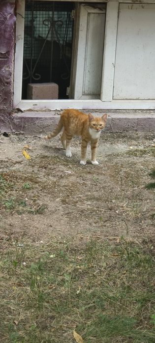 Рыжий котик, подросток