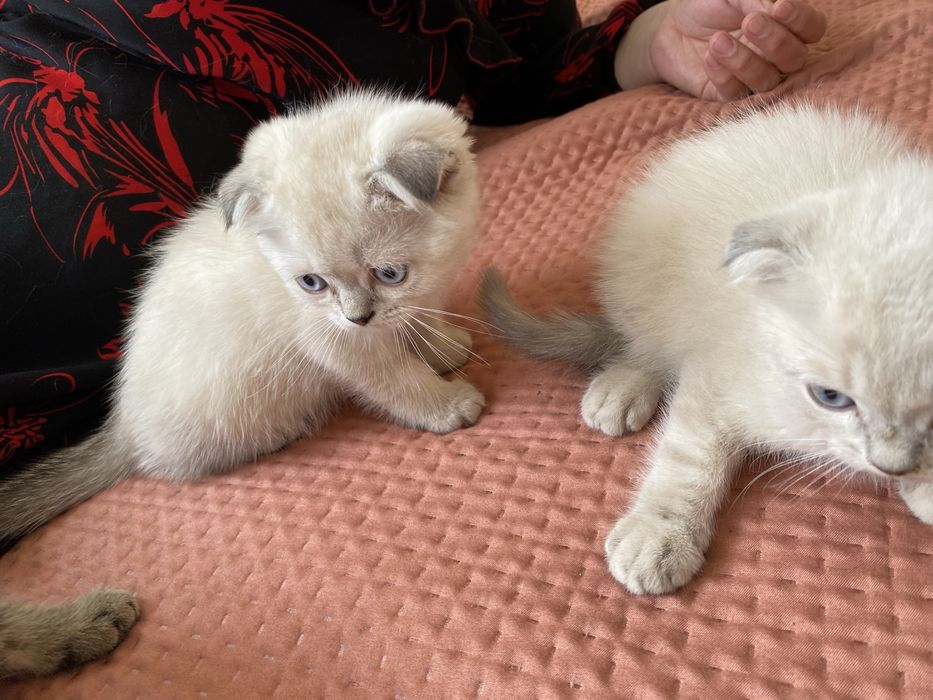 Mushuk 100 % kafolati bilan toza zotli