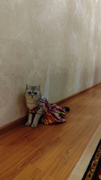 Бритиш шиншилла кошки