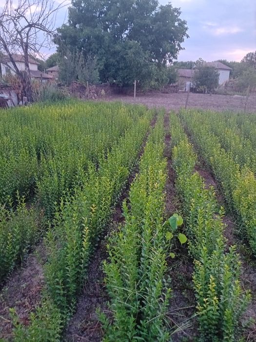 Лигуструм на гол корен