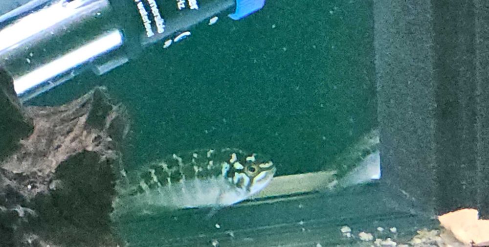 Ivanacara bimaculata