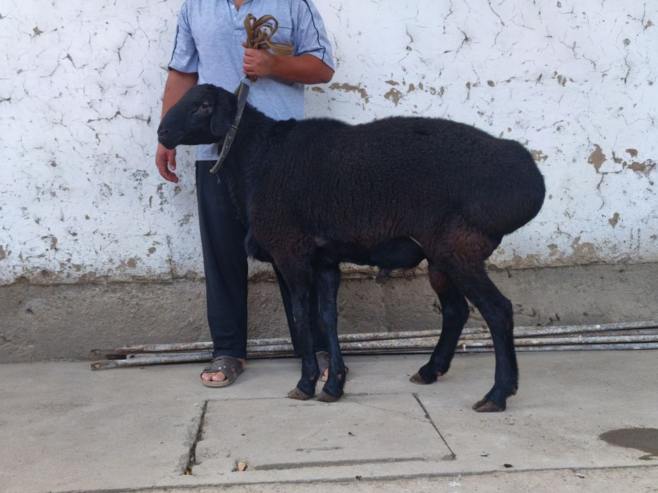 Qóchqorla sotiladi