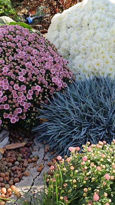 Цветы разные продам