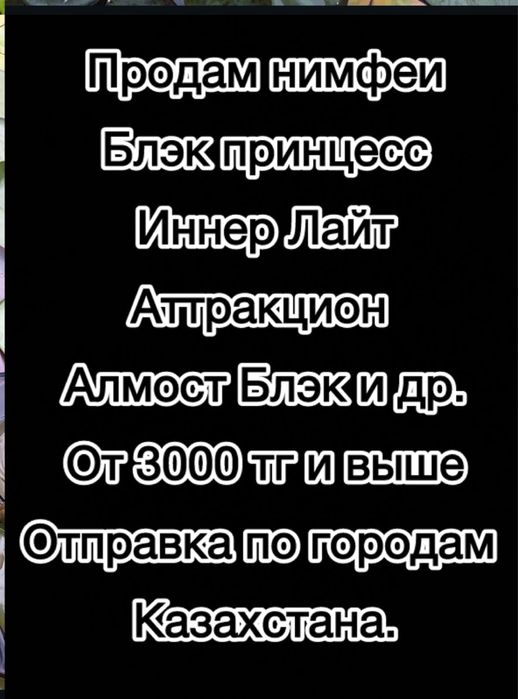 Нимфеи, водные лилии