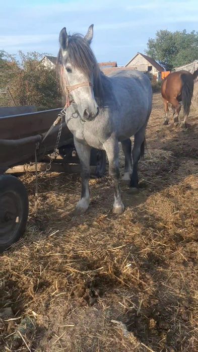 vand două manze de2 si 3ami