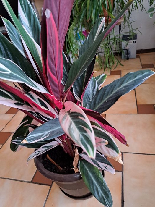 Красиво стайни растение за Вашия дом или офис