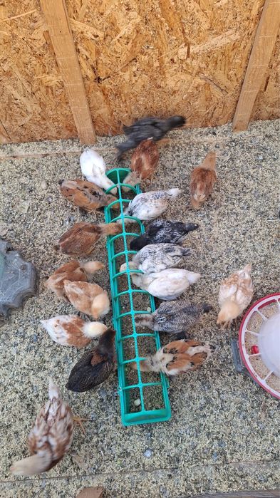 Цыплята домашние