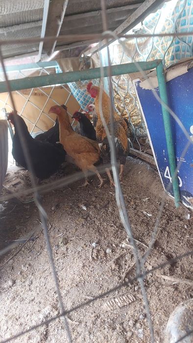 Курицы 9штук 1петух