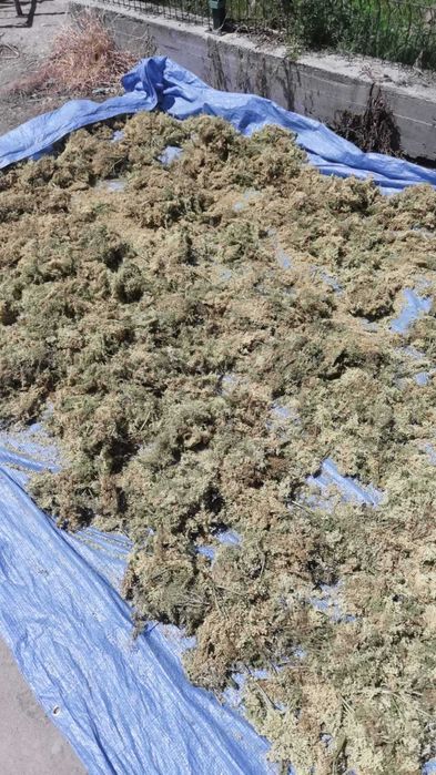 Бъз - Бял   Разсад