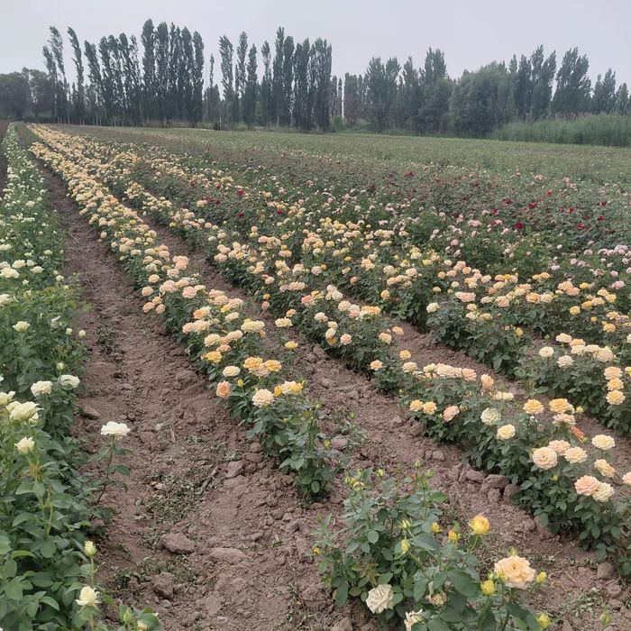 Розы  саженцы оптом