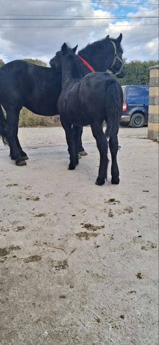 Vând iapă semi grea