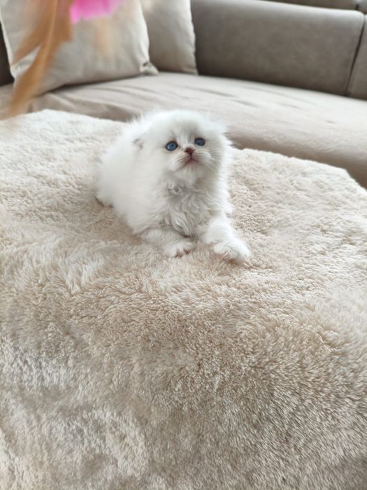 Британски късокосместа и шотлански клепоухи