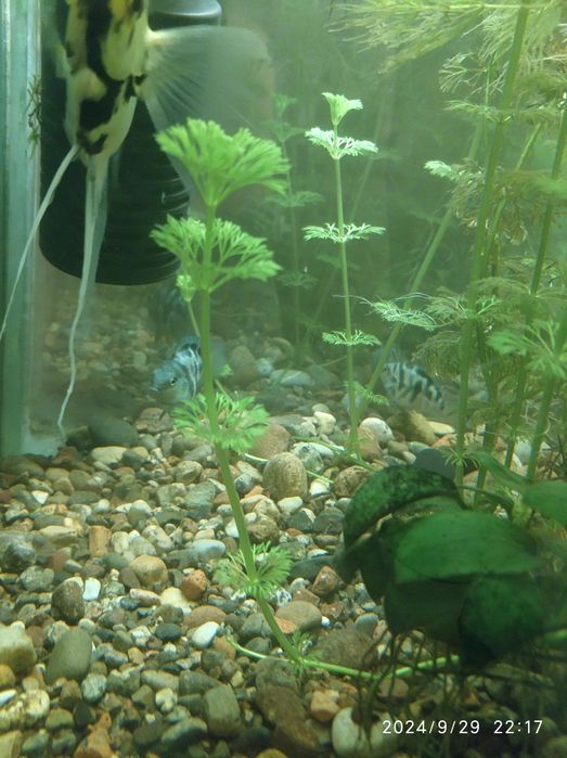 Аквариумные растения