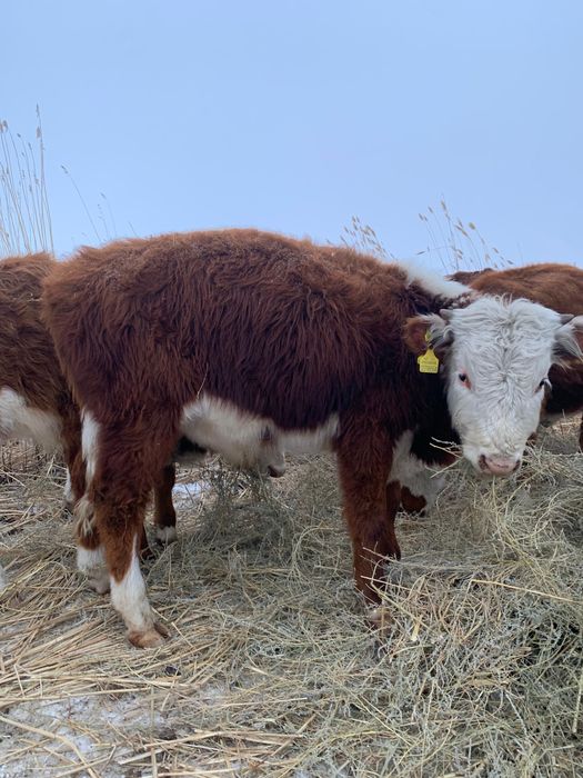 Боқалар сатылады!!!