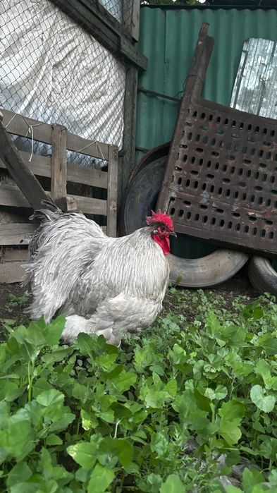 Орпингтон лаванда 1+1