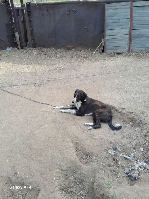 Продам собак казахский тазы
