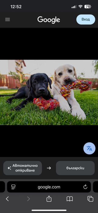 Разхождане на кучета