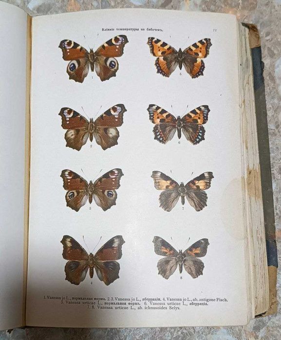 Книга "Атлас бабочек и гусениц " 1913 год