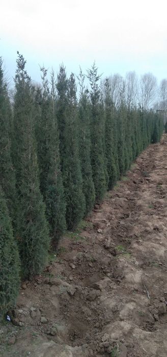 Стречка сотлади манзил сурхондарйо денов