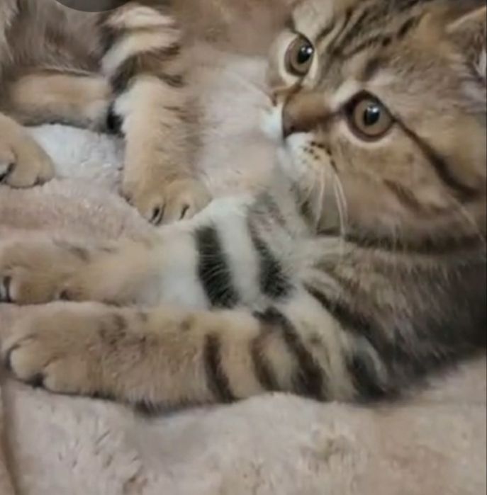 Девочки скотиш страйт мраморная  золотая шиншилла