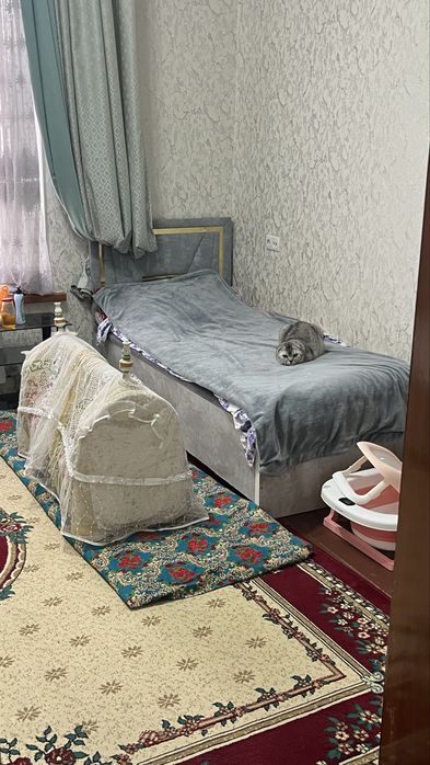 Шотландский кот
